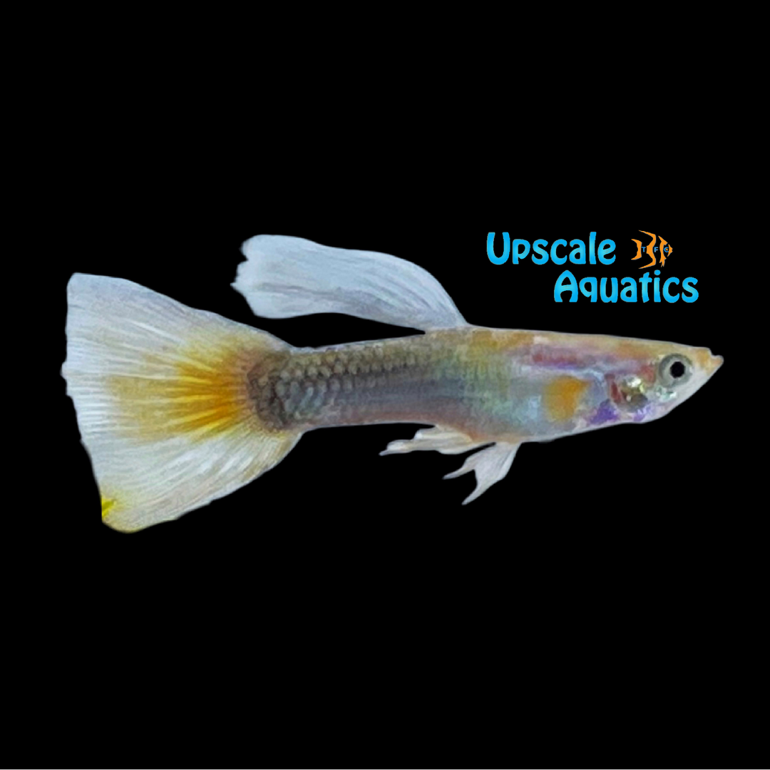 Yellow Tuxedo Guppy (Poecilia reticulata)