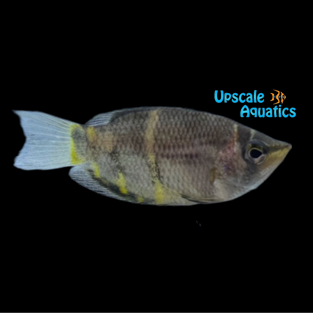 Chocolate Gourami (Sphaerichthys osphromenoides)