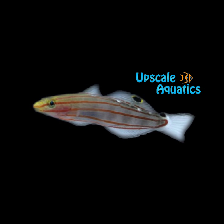 Rainford's Goby (Koumansetta rainfordi)