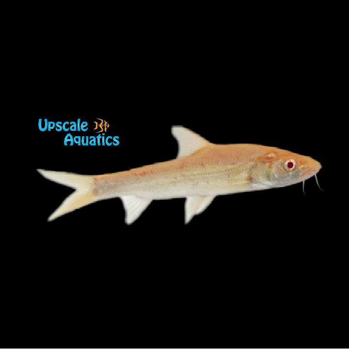 Albino Aral Barbel (Luciobarbus brachycephalus)