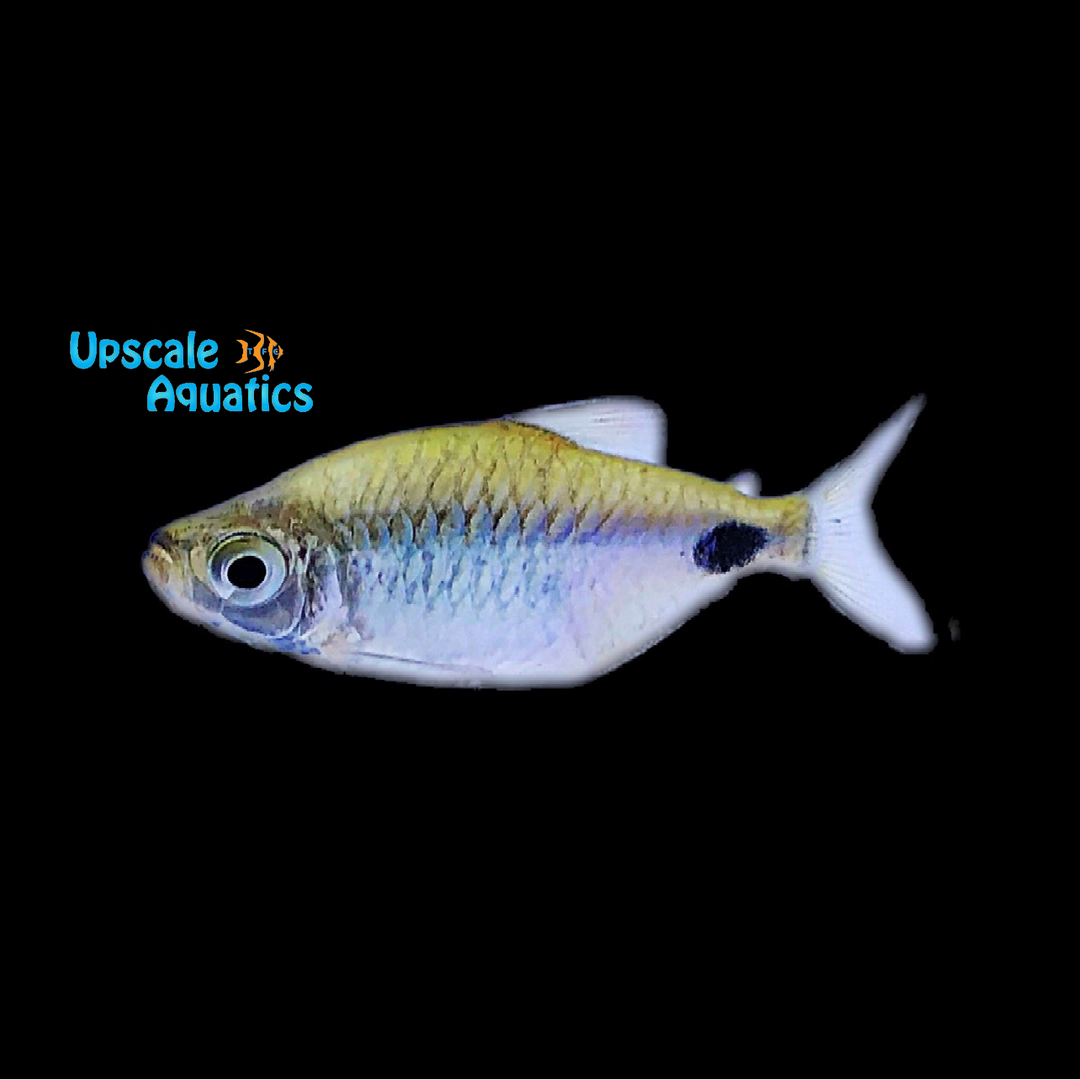 Black Spot Congo Tetra (Phenacogrammus altus)