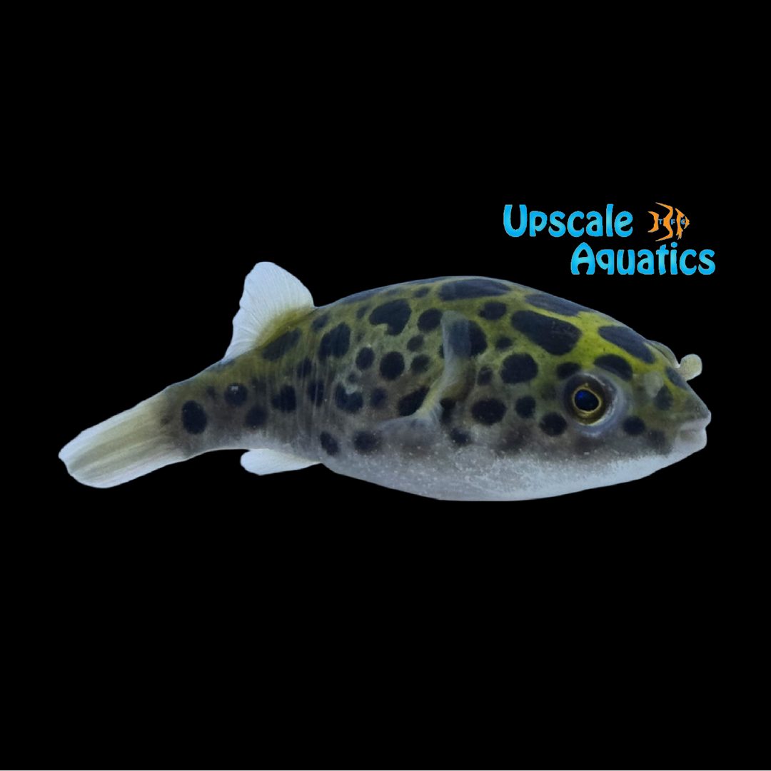Leopard Puffer (Tetraodon nigroviridis) - Saltwater Acclimated