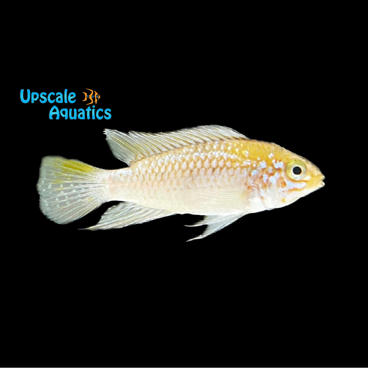 Apisto. Algodon II (Apistogramma sp. ortegai 'Algodon II')