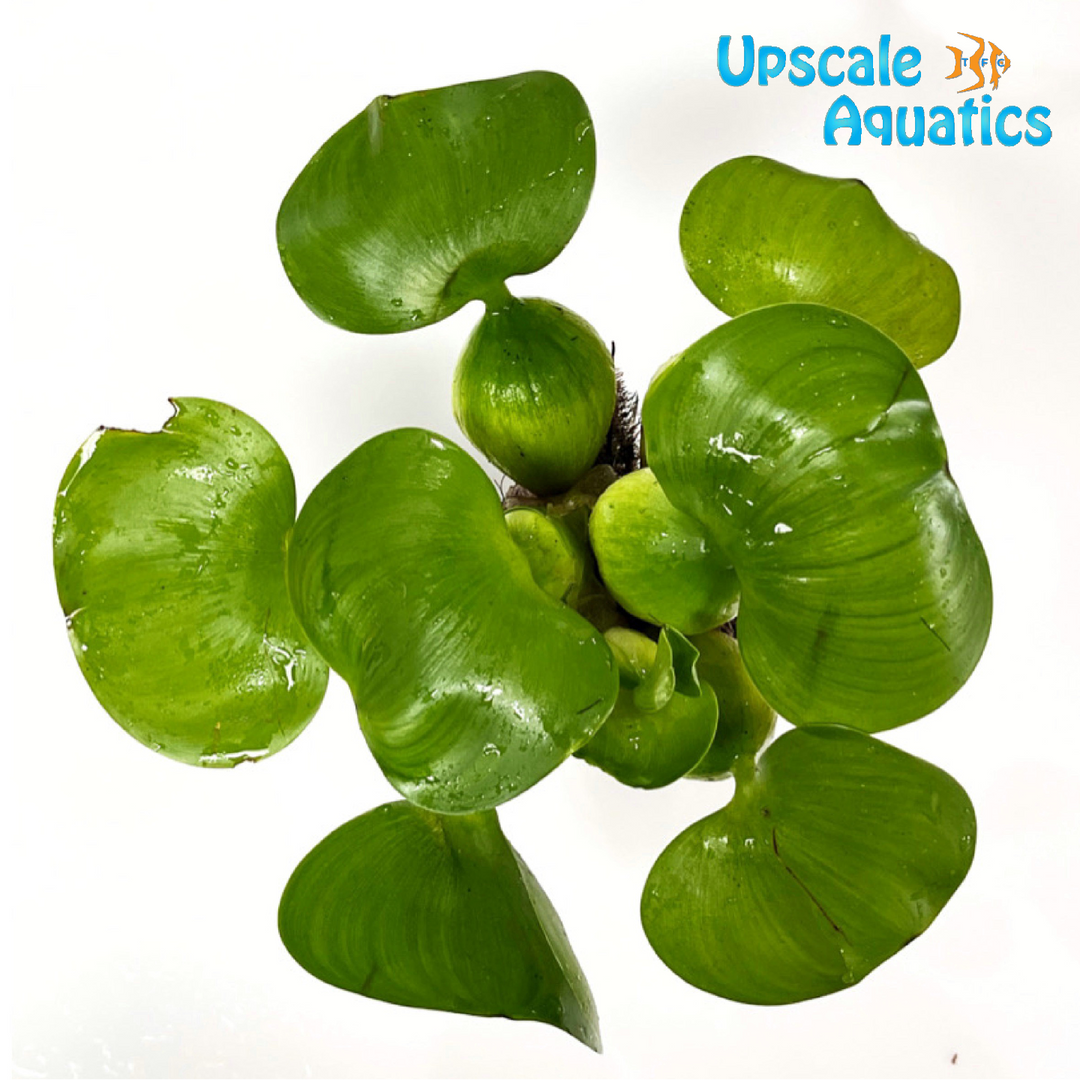 Water Hyacinth (Eichhornia crassipes)