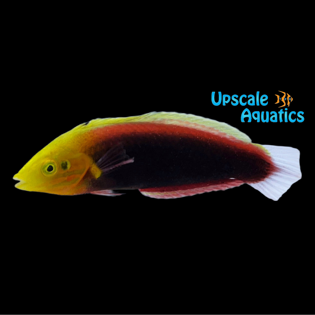Radiant Wrasse (Halichoeres iridis)