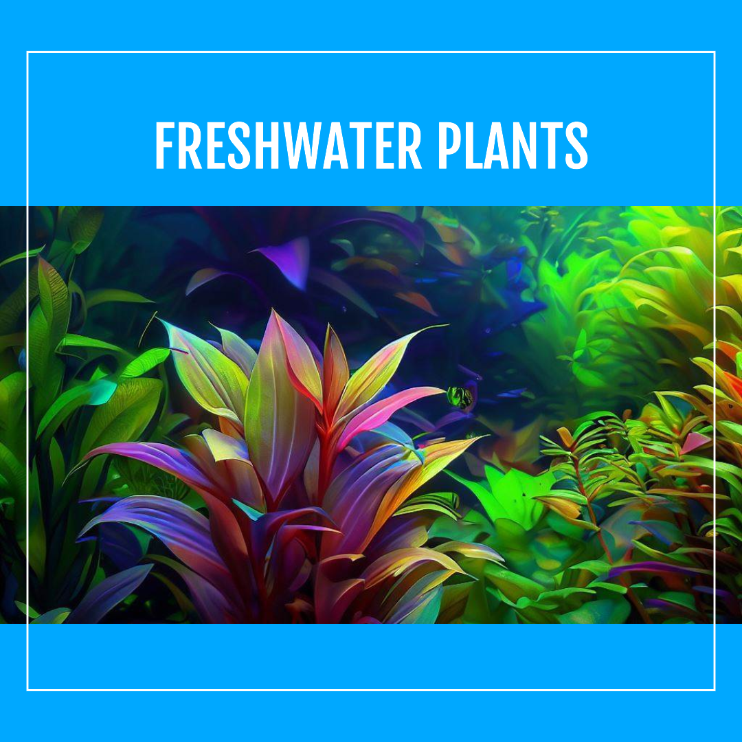 Freshwater Plants