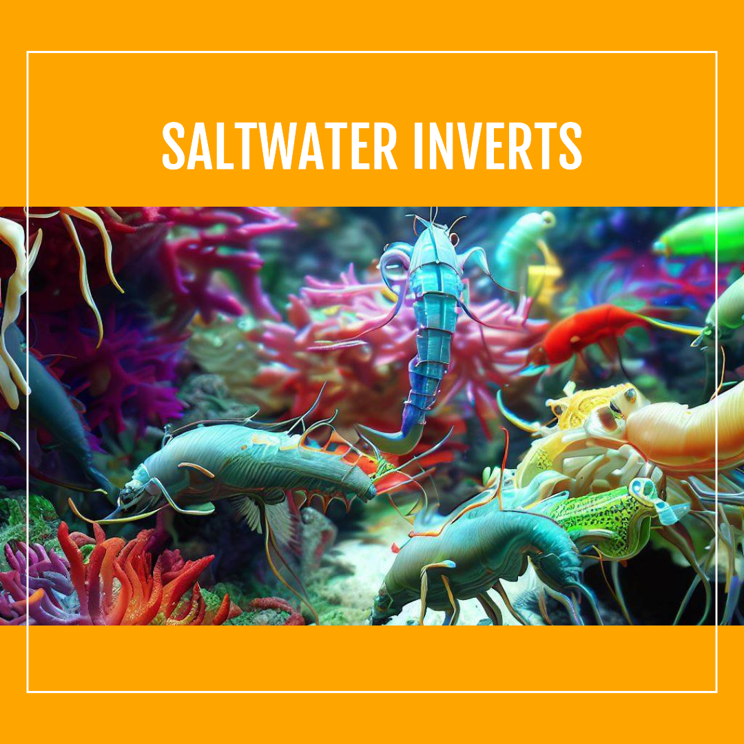 Saltwater Inverts