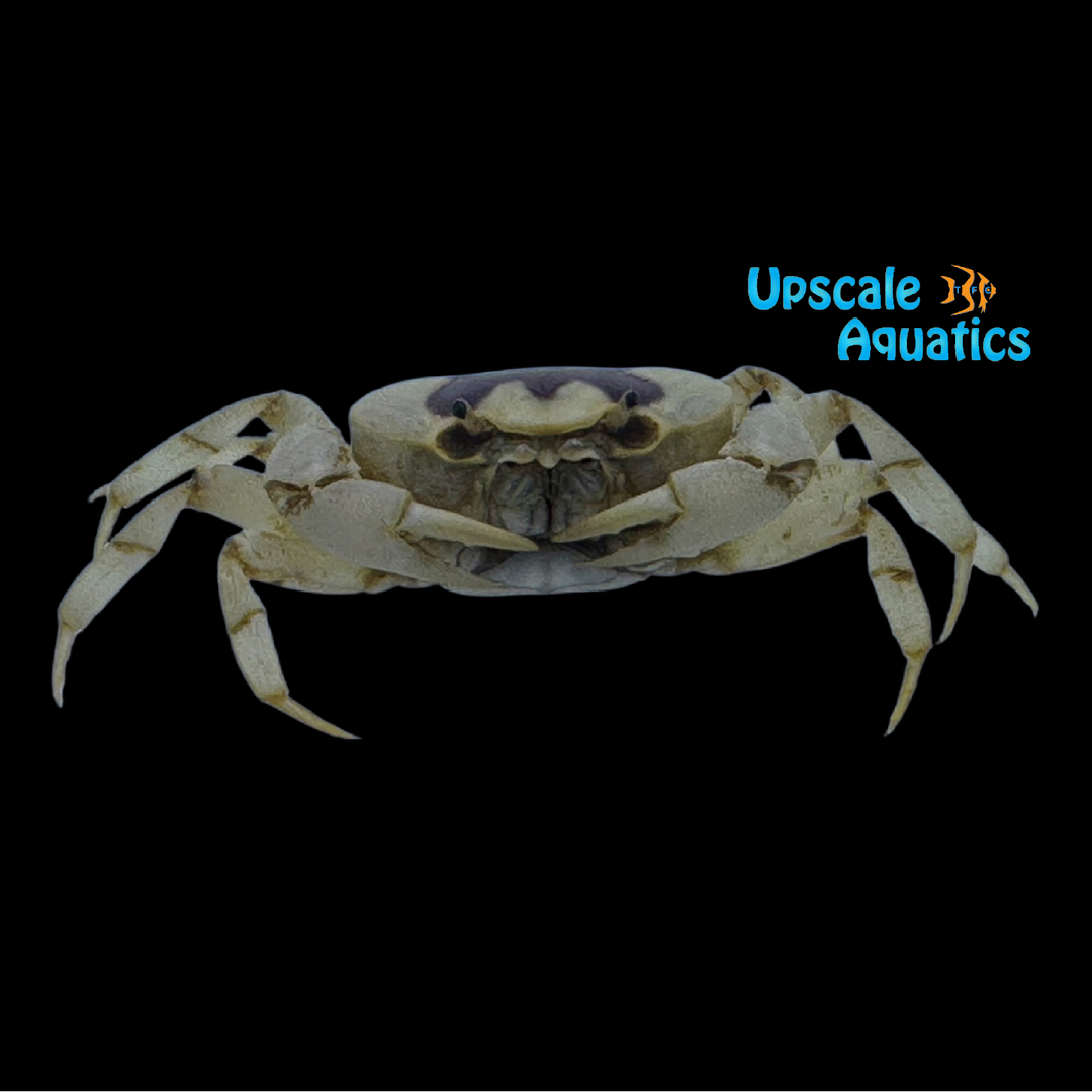 White Phantom Crab (Terrathelphusa sp.)