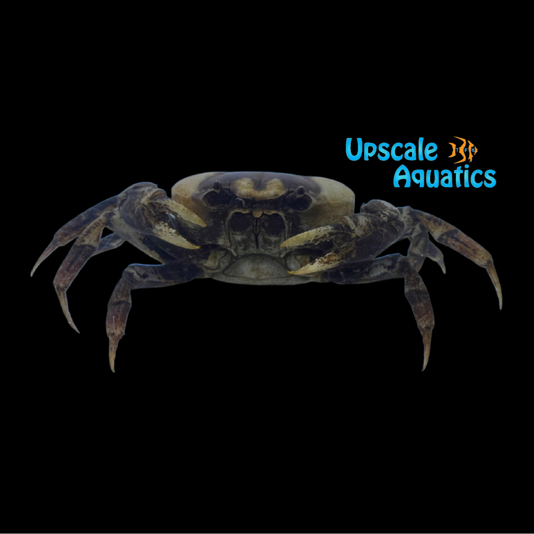 White Phantom Crab (Terrathelphusa sp.)