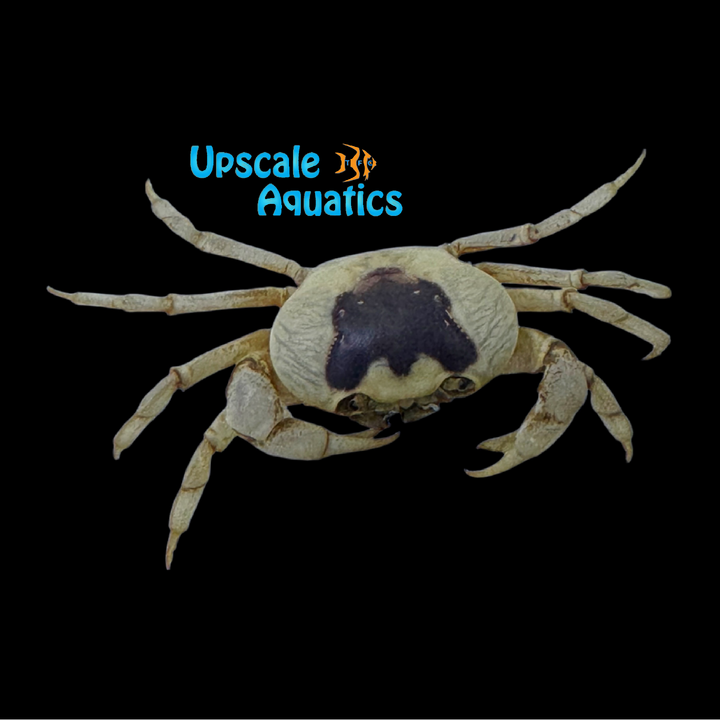 White Phantom Crab (Terrathelphusa sp.)