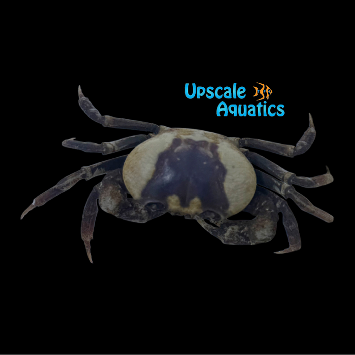 White Phantom Crab (Terrathelphusa sp.)