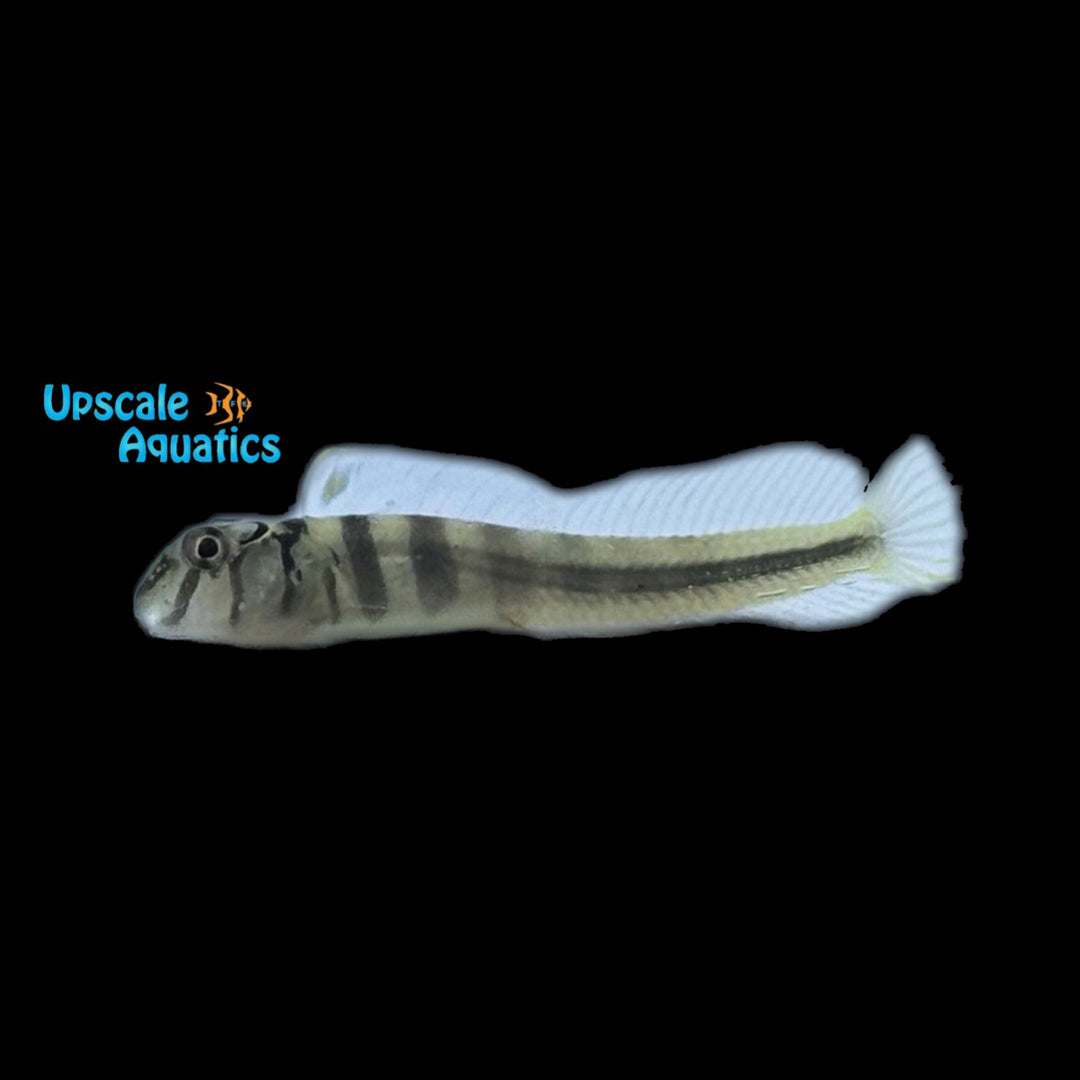 Freshwater Zebra Blenny (Omobranchus zebra)