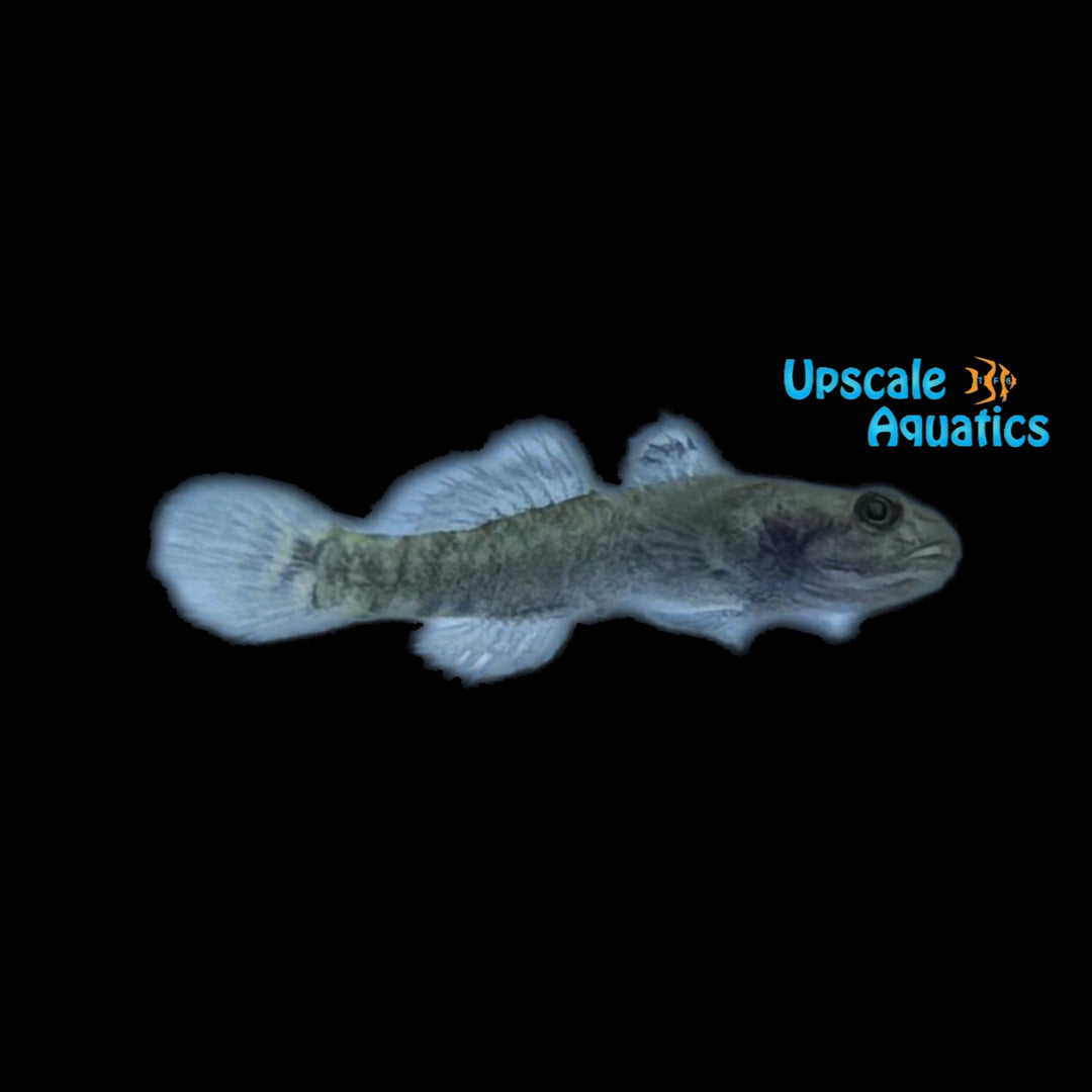 Dwarf Mangrove Goby (Mugilogobius cavifrons)