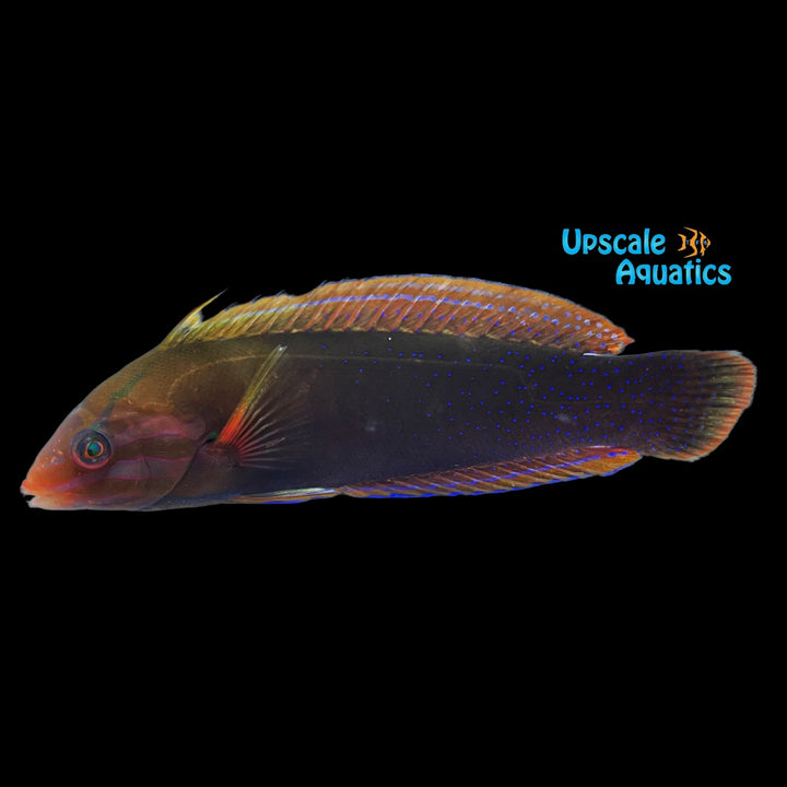 African Coris Wrasse (Coris cuvieri)