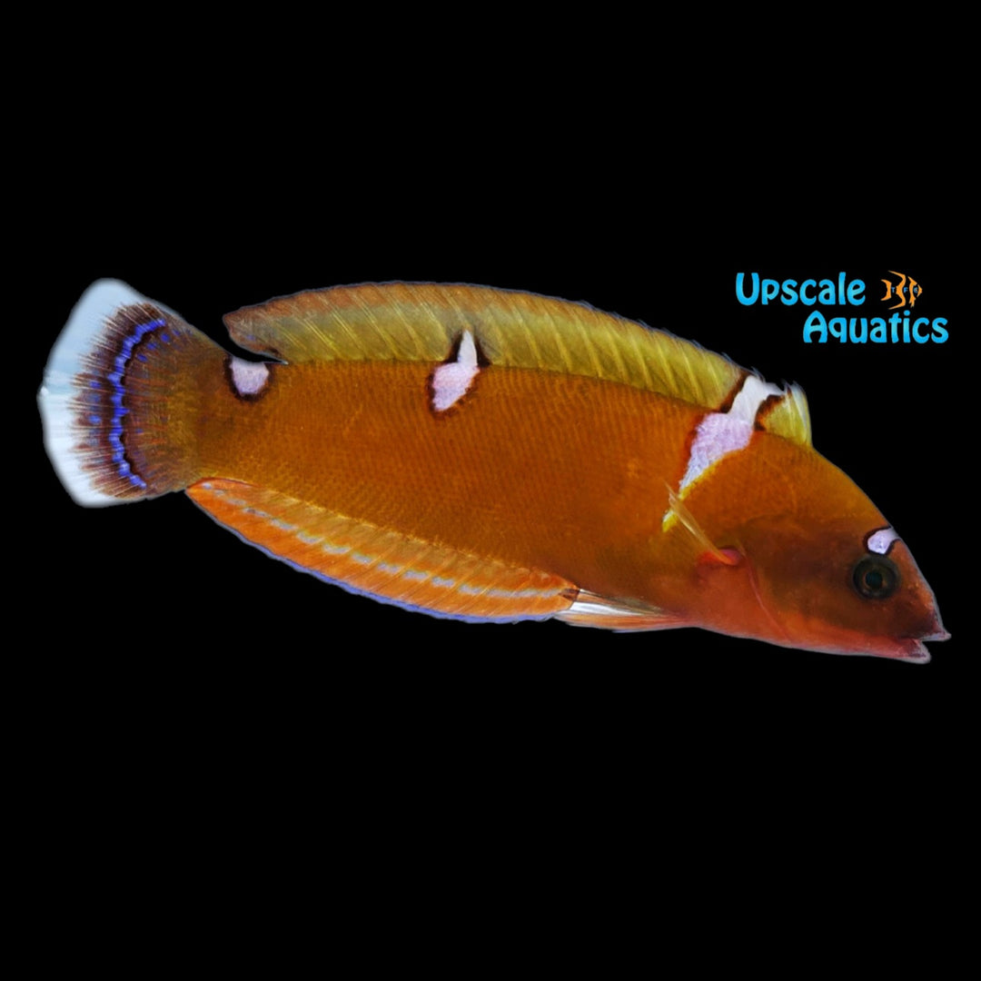 African Coris Wrasse (Coris cuvieri)