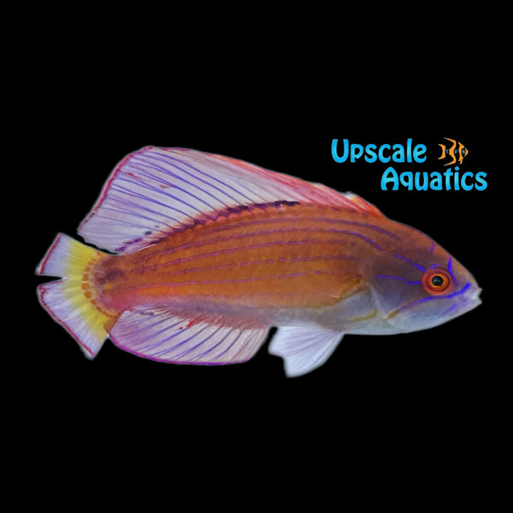 Eightline Flasher Wrasse (Paracheilinus octotaenia)