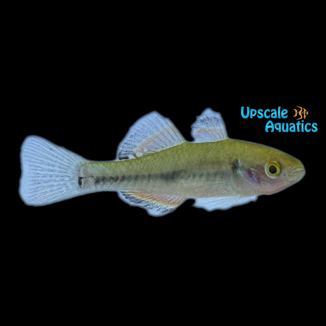 Empire Gudgeon (Hypseleotris compressa)