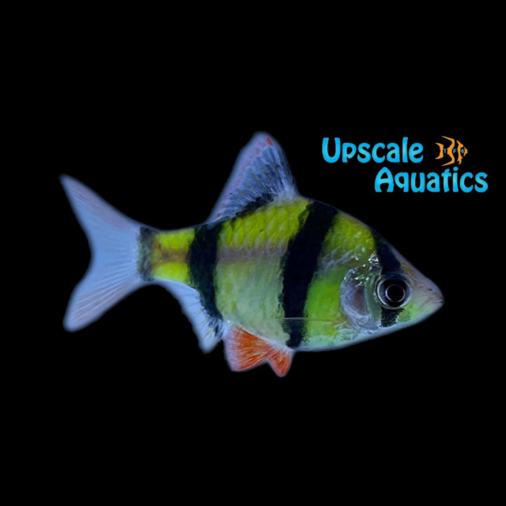 GloFish Barb (Puntius tetrazona)