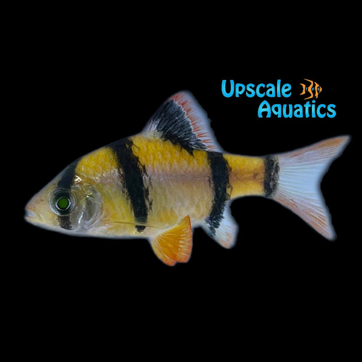 GloFish Barb (Puntius tetrazona)