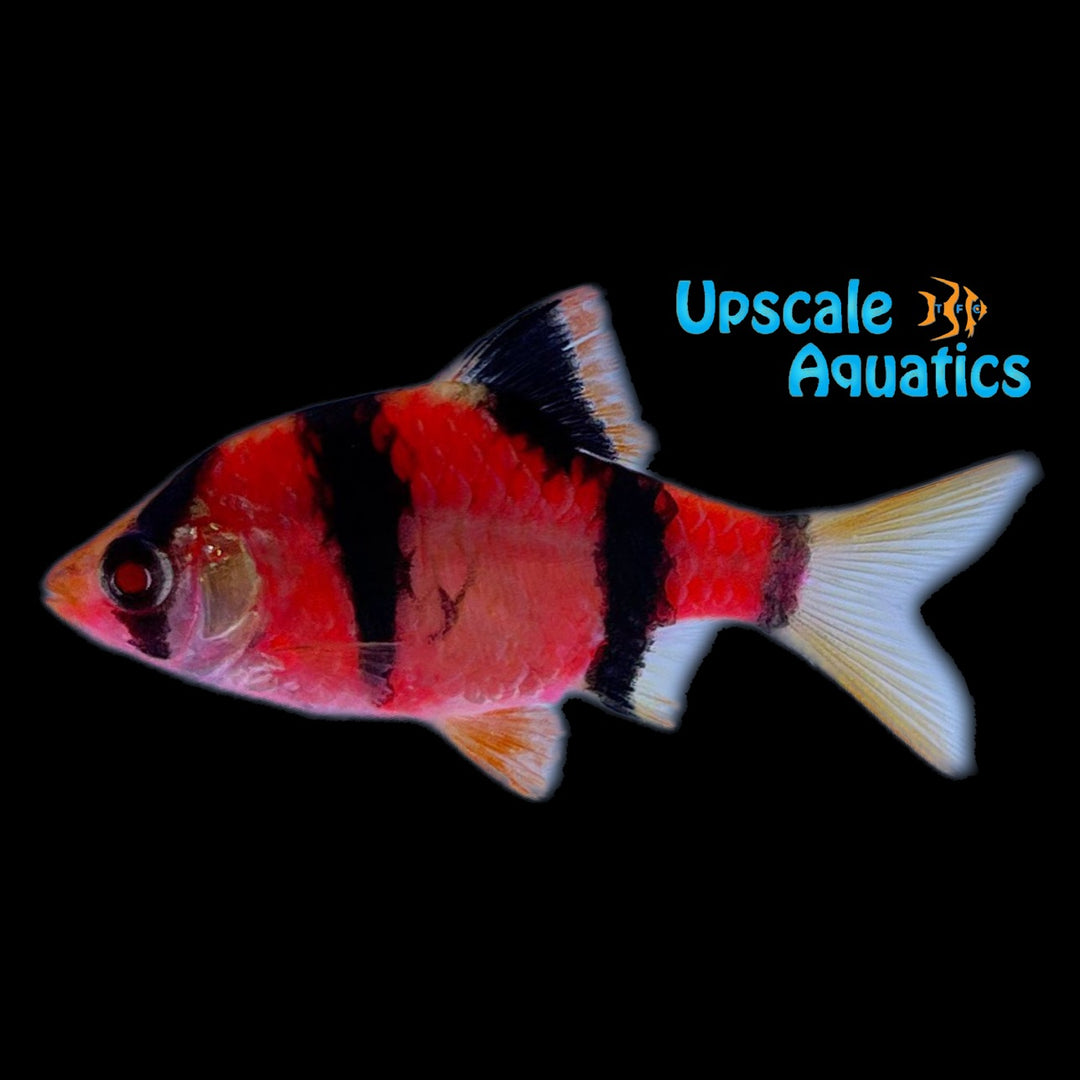 GloFish Barb (Puntius tetrazona)