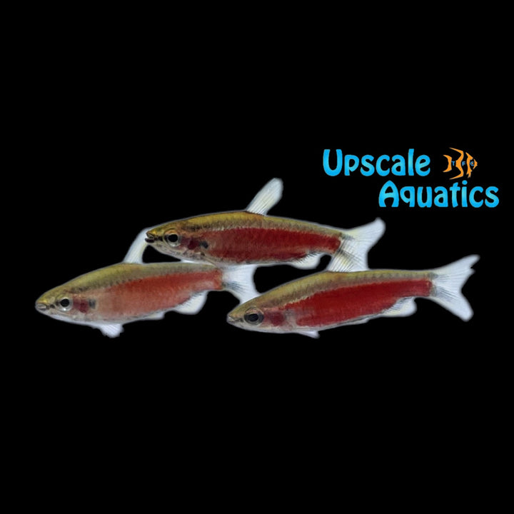 Cenepa Super Red Pencilfish (Nannostomus sp. cenepa super red IV)