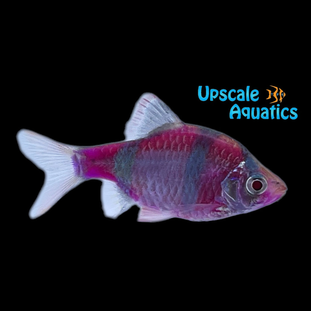 GloFish Barb (Puntius tetrazona)