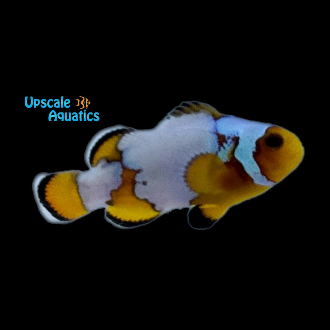 Premium Snowflake Clownfish (Amphiprion ocellaris)