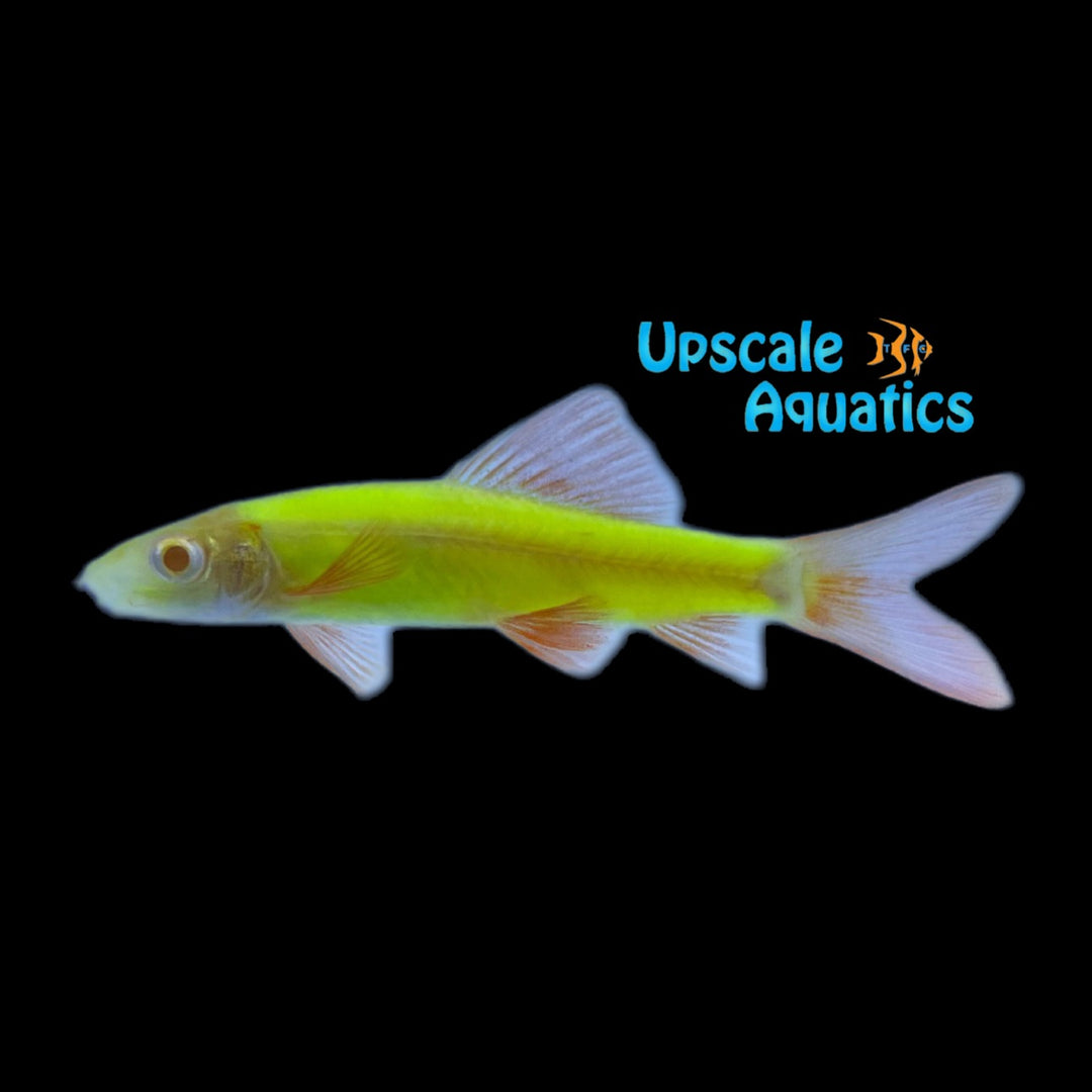 GloFish Shark (Epalzeorhynchos frenatum)