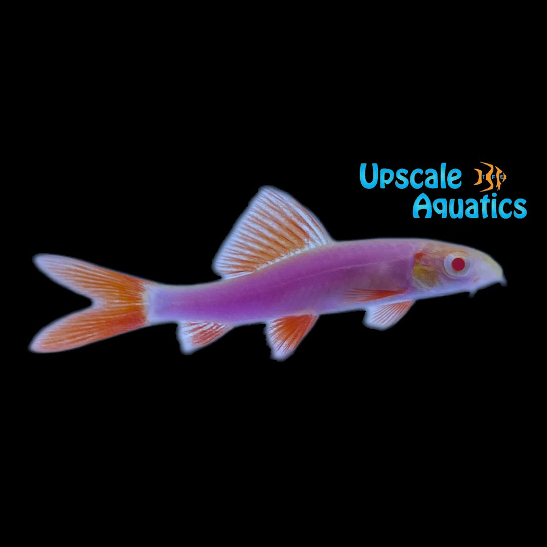 GloFish Shark (Epalzeorhynchos frenatum)