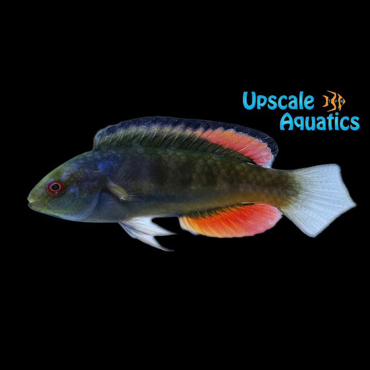 Blackfin Fairy Wrasse (Cirrhilabrus melanomarginatus)