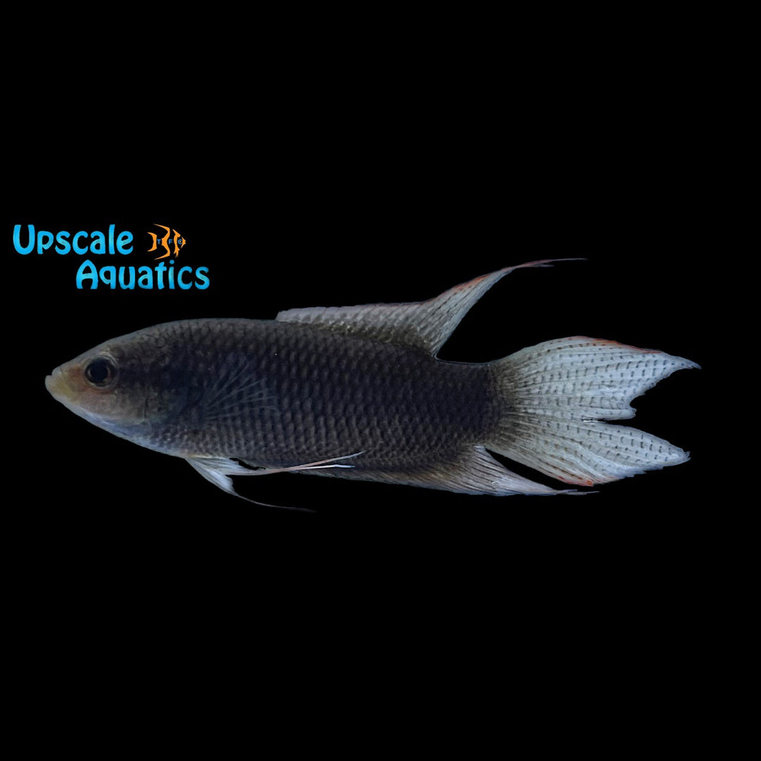 Black Paradise Fish - Wild (Macropodus spechti)
