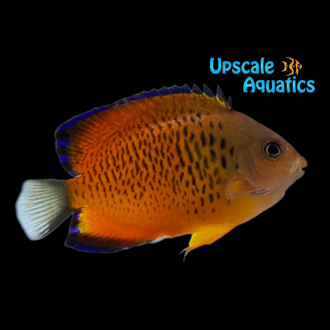 False Shepard's Angelfish Hybrid (Centropyge loricula x Centropyge ferrugata)