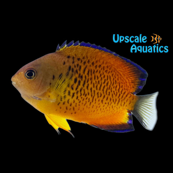 False Shepard's Angelfish Hybrid (Centropyge loricula x Centropyge ferrugata)