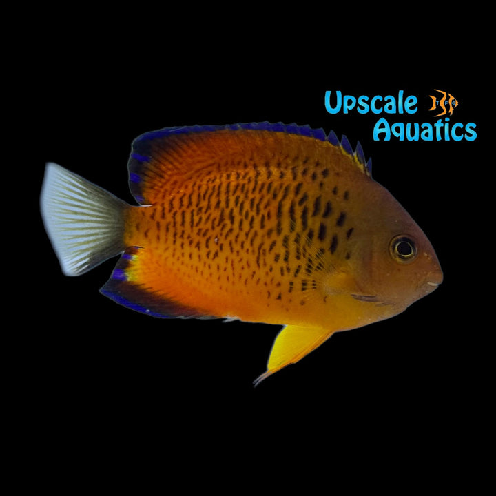 False Shepard's Angelfish Hybrid (Centropyge loricula x Centropyge ferrugata)