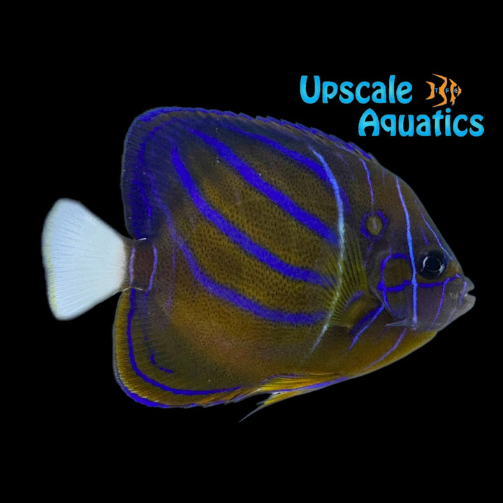 Annularis Angelfish - Transitioning (Pomacanthus annularis)