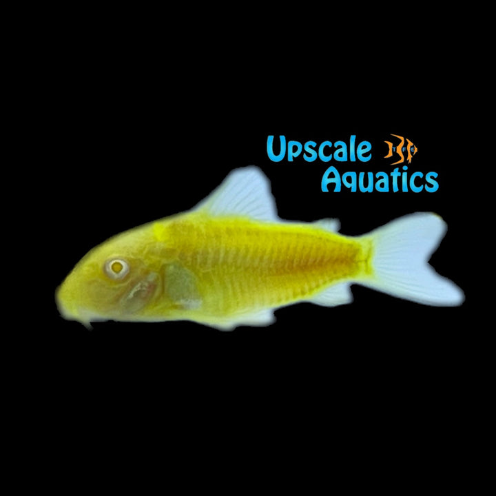 GloFish Corydoras (Corydoras aeneus)