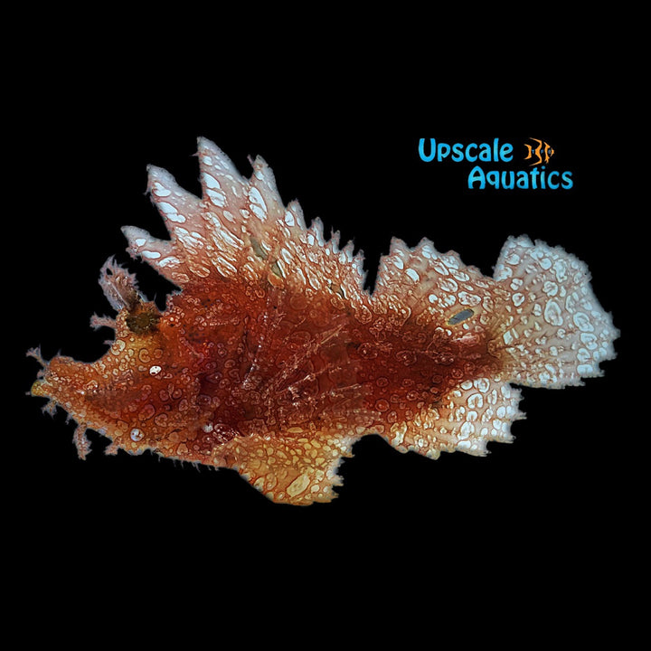 Weedy Scorpionfish (Rhinopias frondosa)