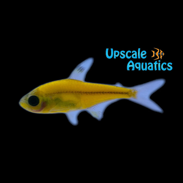 GloFish Pristella Tetra (Pristella maxillaris)