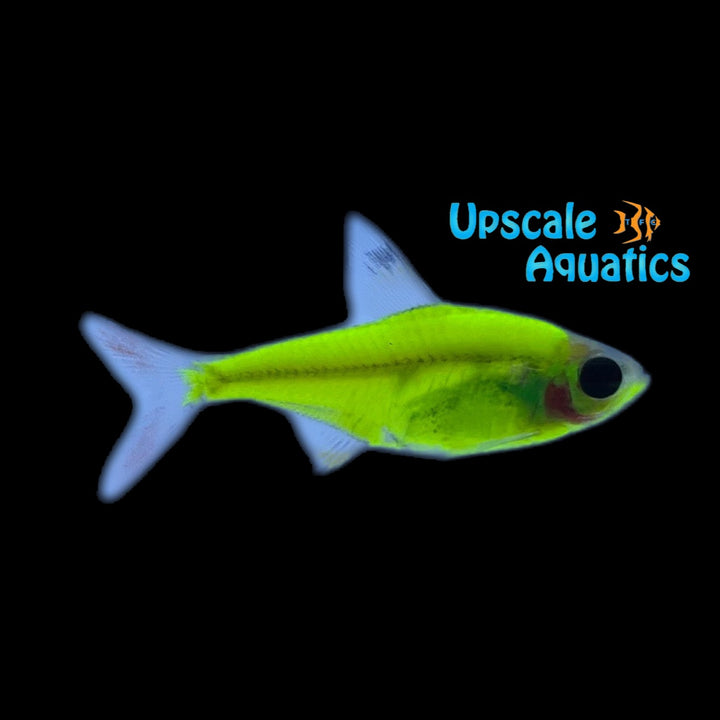 GloFish Pristella Tetra (Pristella maxillaris)