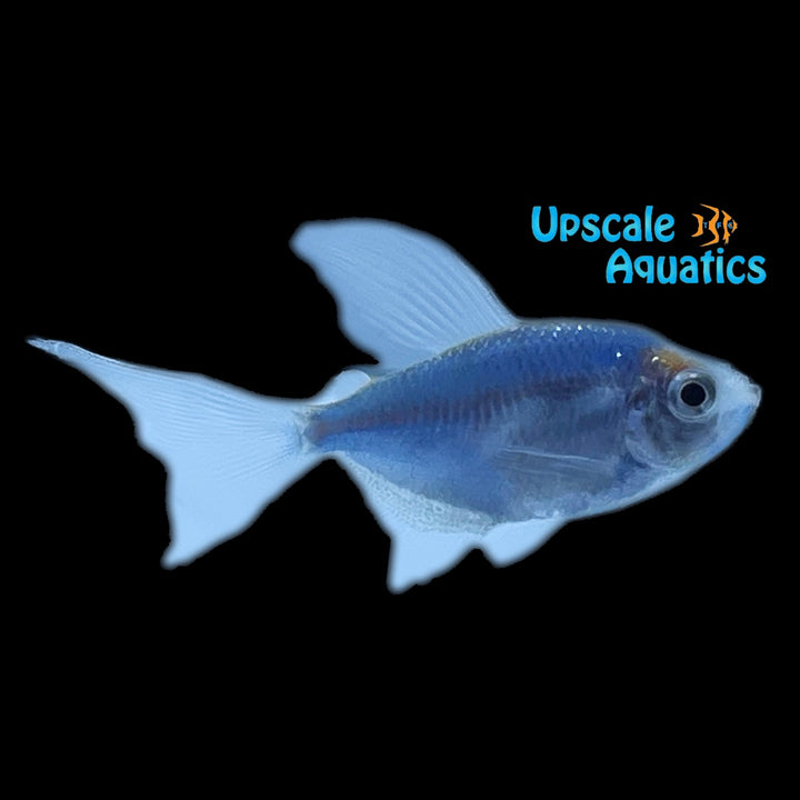 GloFish Longfin Skirt Tetra (Gymnocorymbus ternetzi)