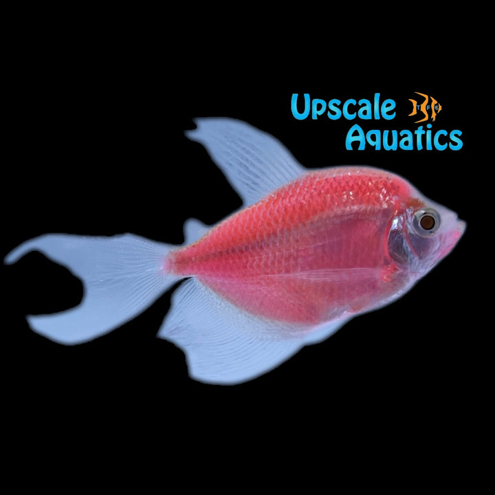 GloFish Longfin Skirt Tetra (Gymnocorymbus ternetzi)