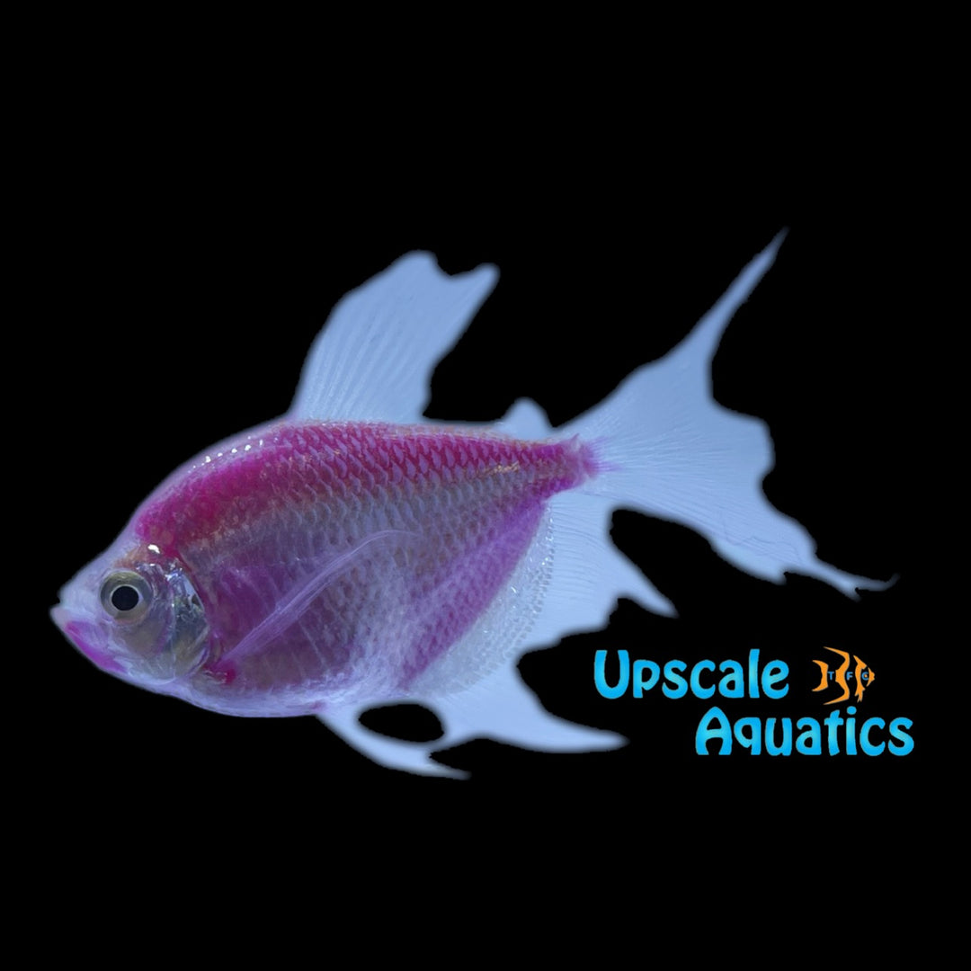 GloFish Longfin Skirt Tetra (Gymnocorymbus ternetzi)