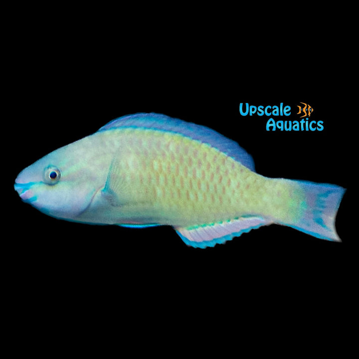 Daisy Parrotfish (Chlorurus sordidus)