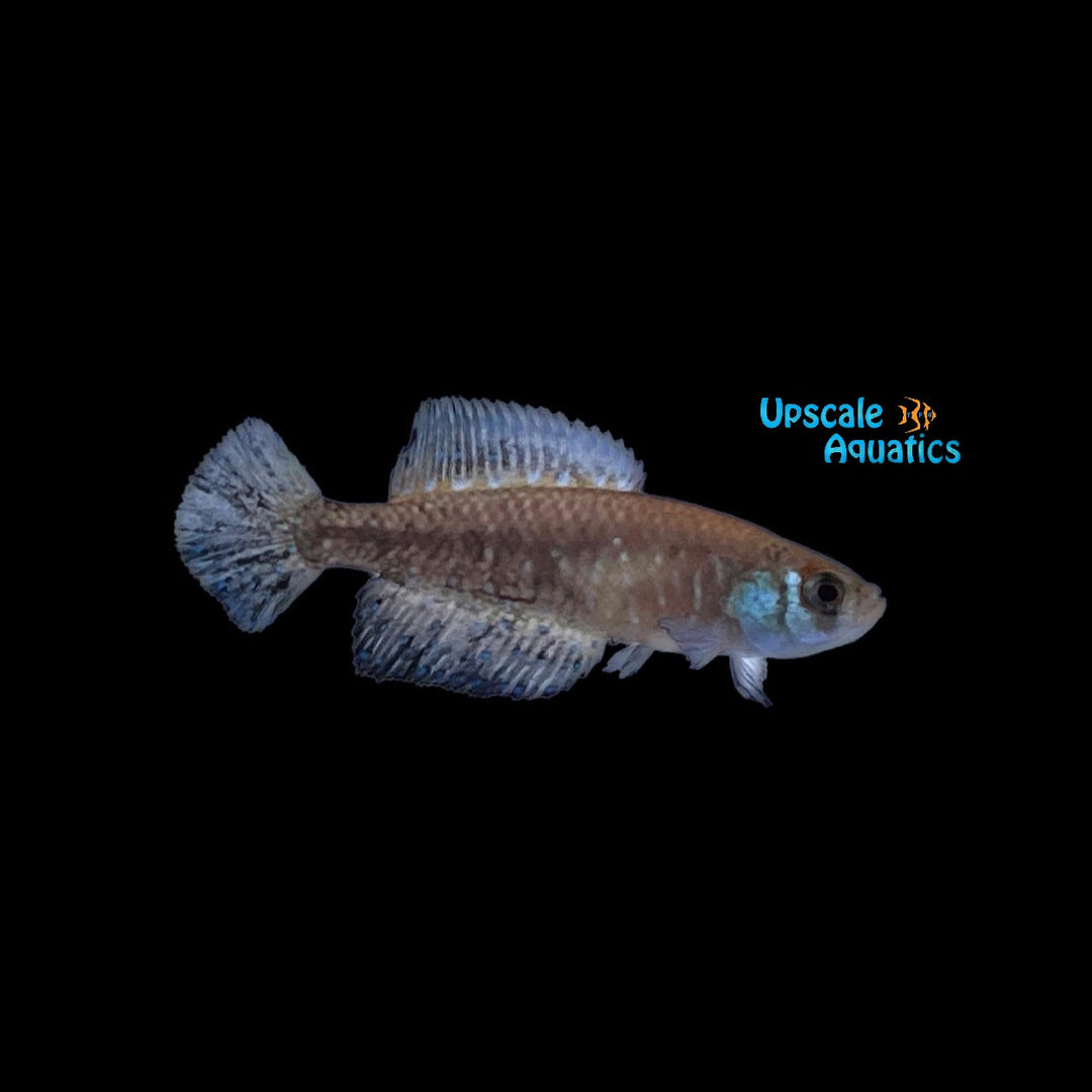 Blackfin Pearl Killifish (Austrolebias nigripinnis)