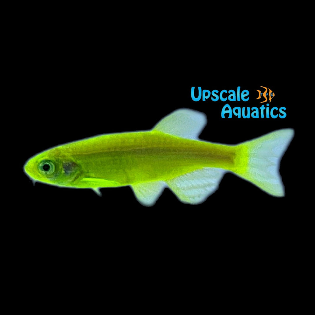 GloFish Danio (Danio rerio)