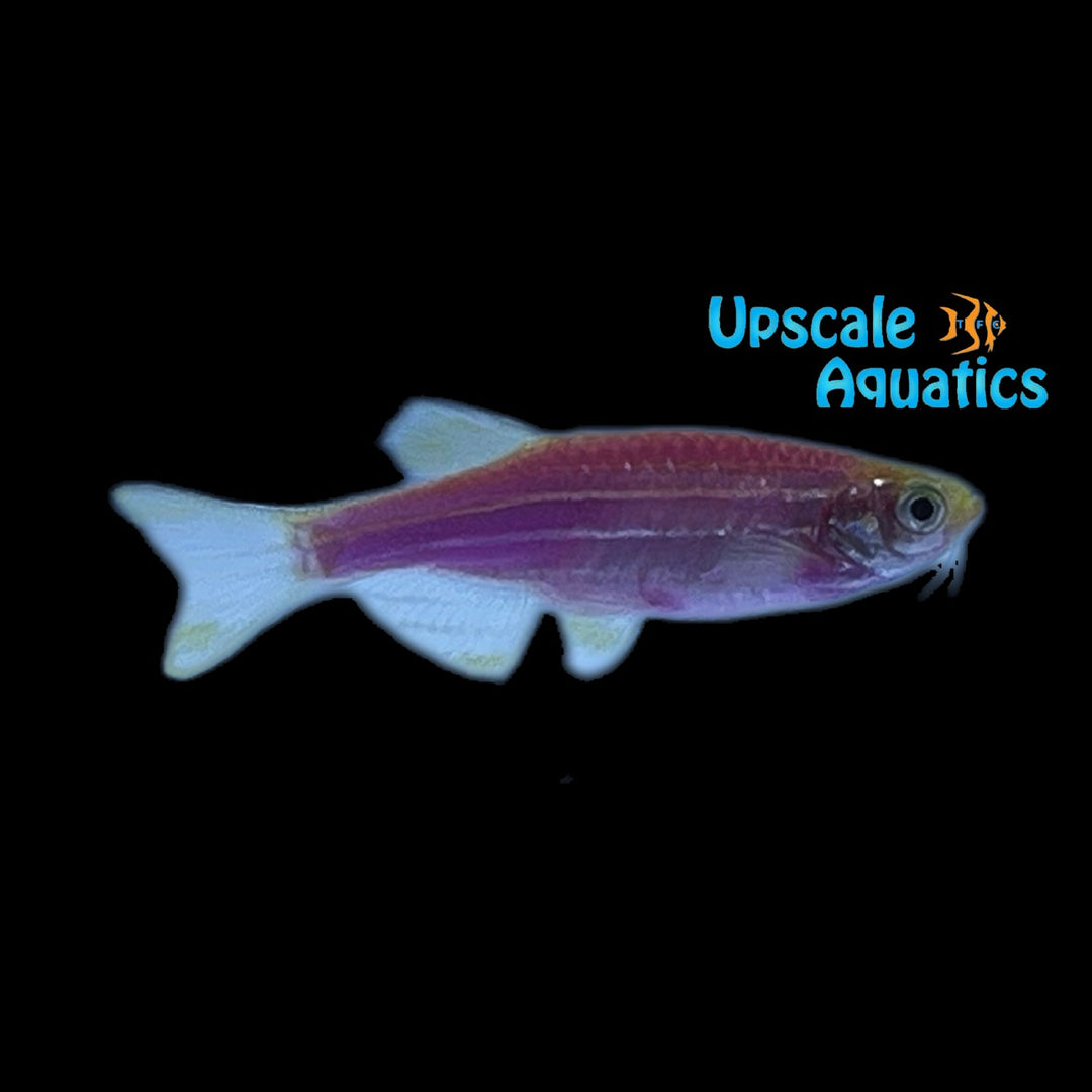 GloFish Danio (Danio rerio)