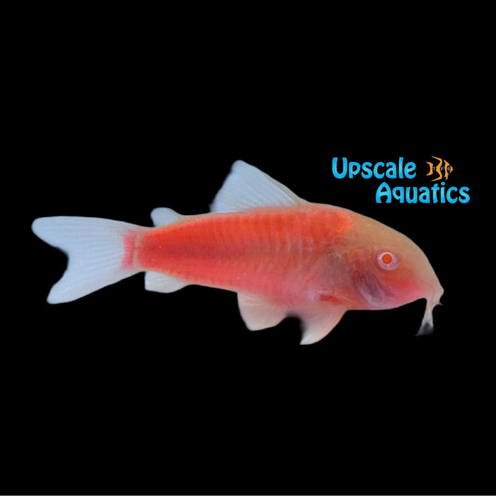 GloFish Corydoras (Corydoras aeneus)