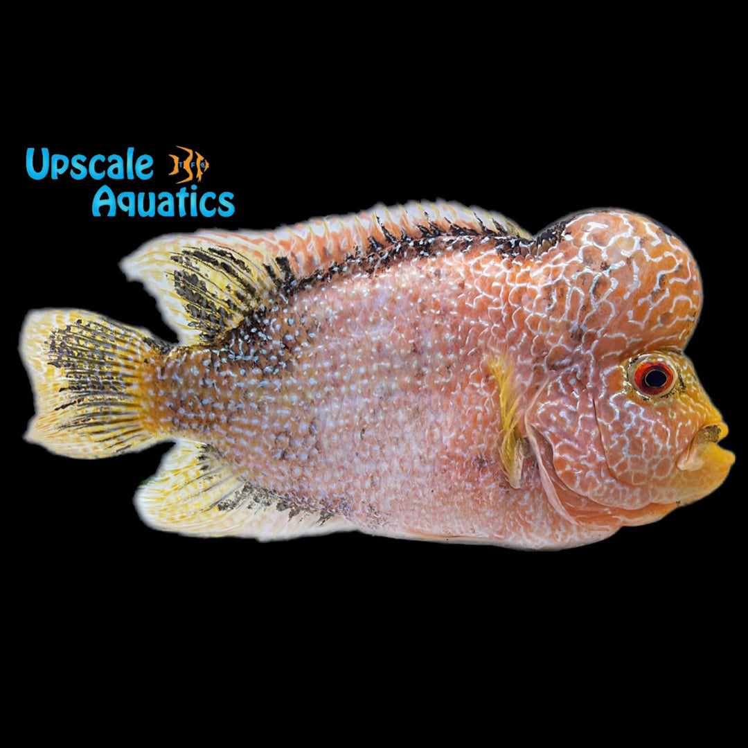 Golden Base Flowerhorn (Cichlasoma x)