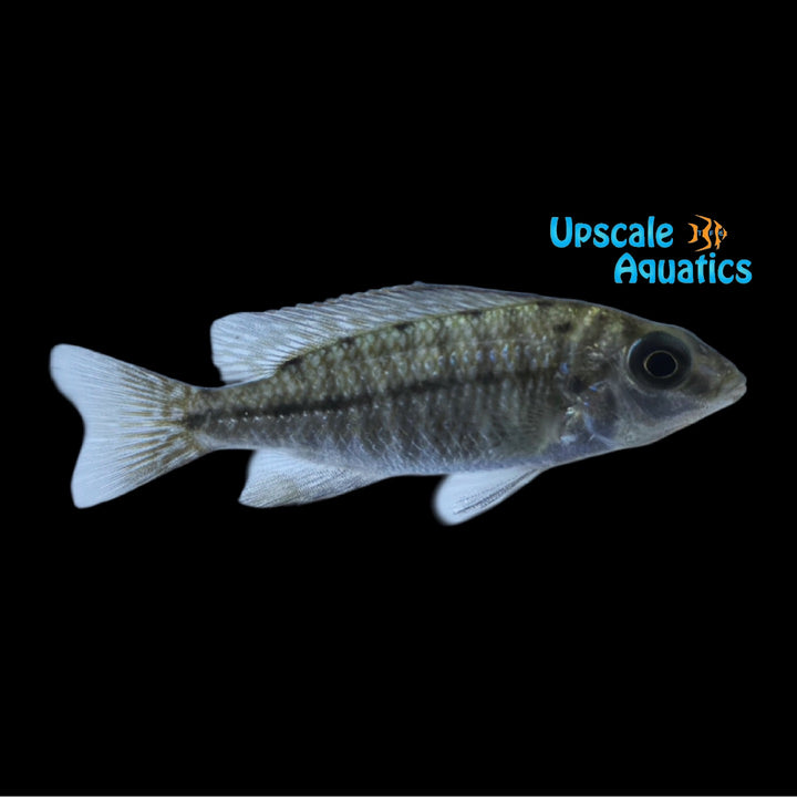 Protomelas sp. 'Eastern Steveni'