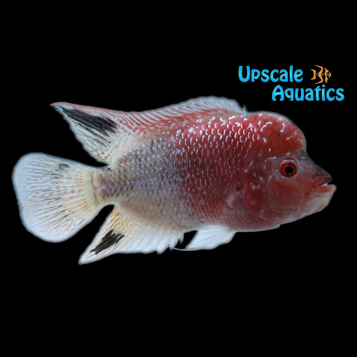 Golden Base Flowerhorn (Cichlasoma x)